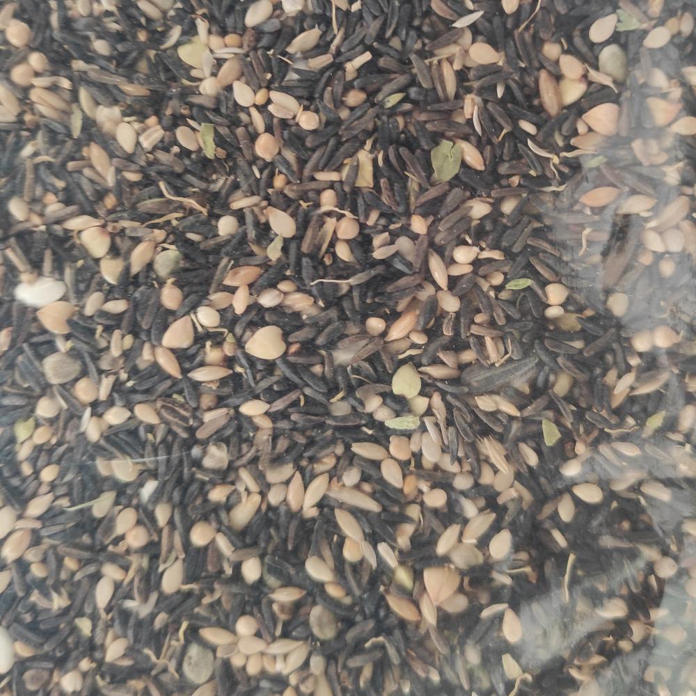Germix Goldfinches seeds germinated