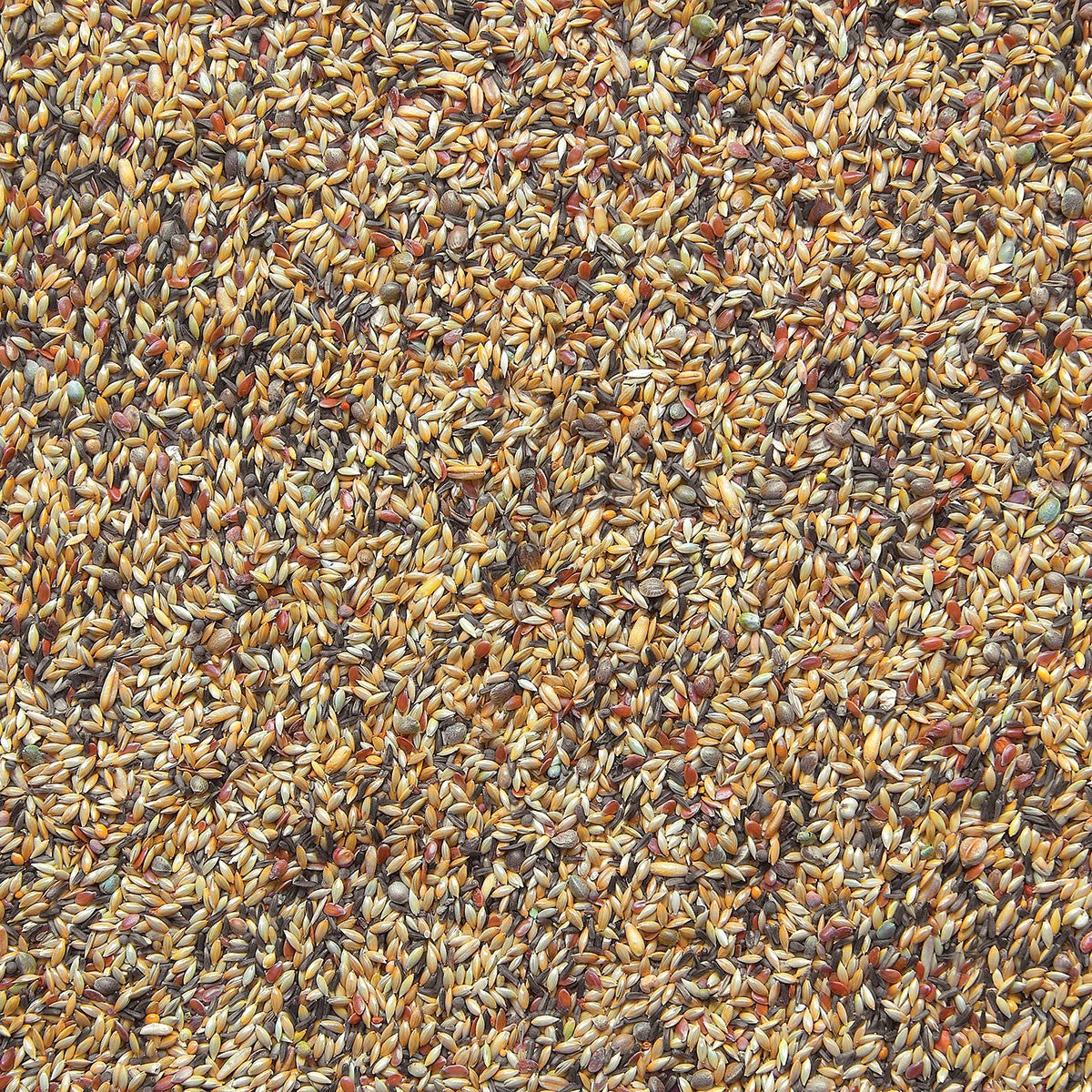 Canary breeding without rapeseed