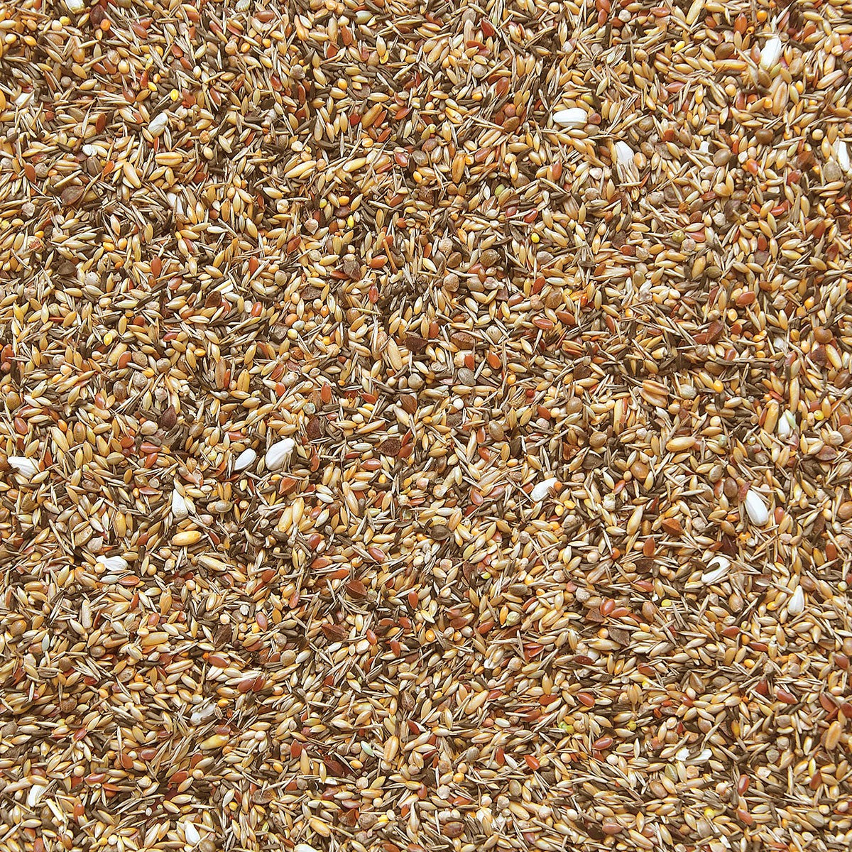 European finches without rapeseed