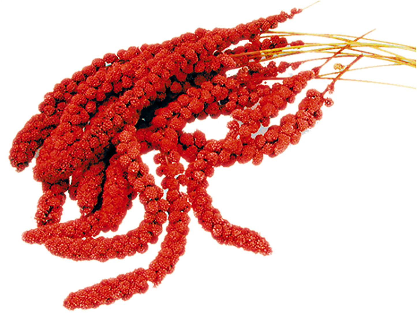 Red millet spray