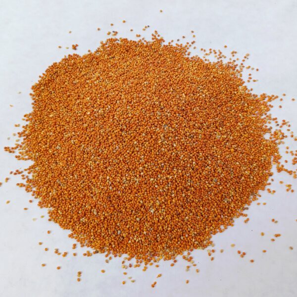 Red panicum