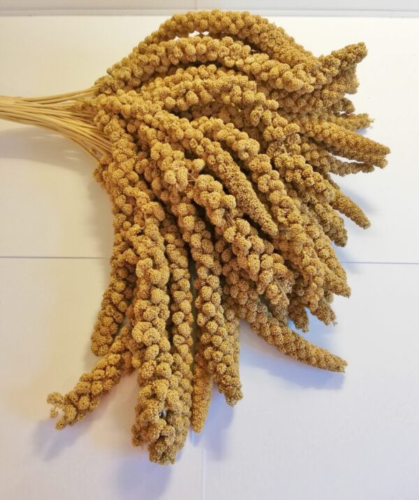 Yellow millet spray