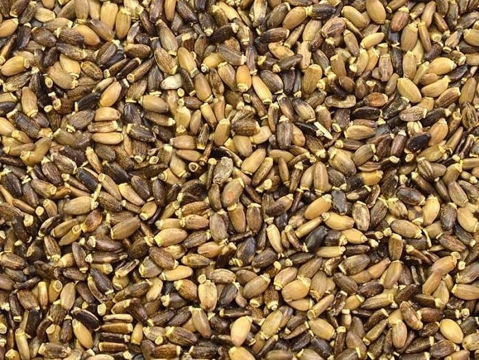 Germix- milk thistle