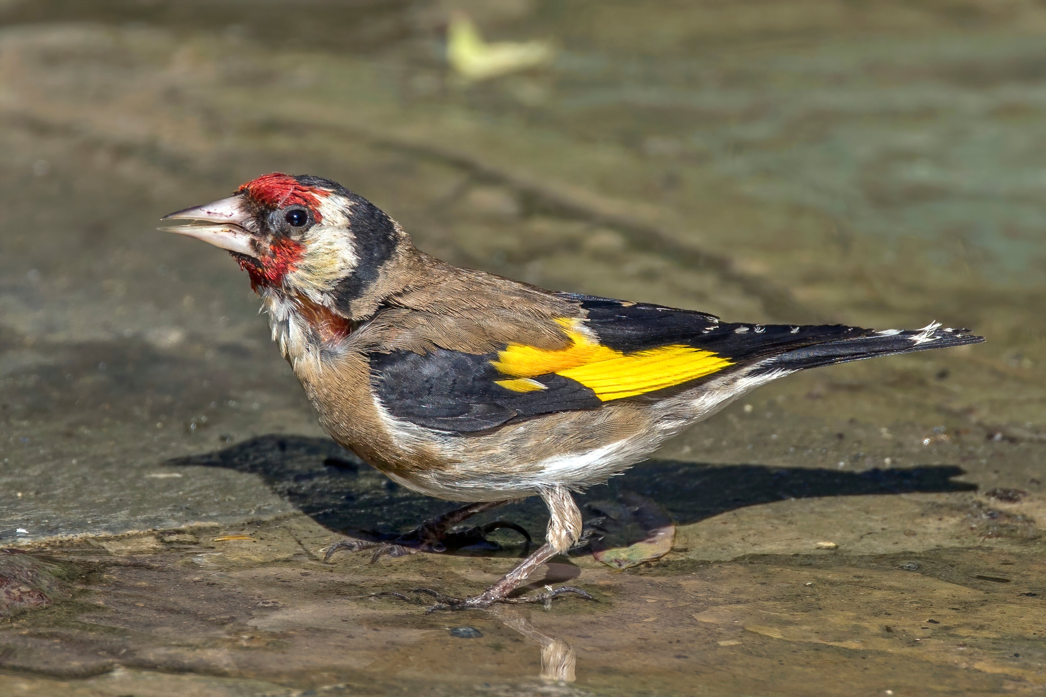 European goldfinch in natural habitat